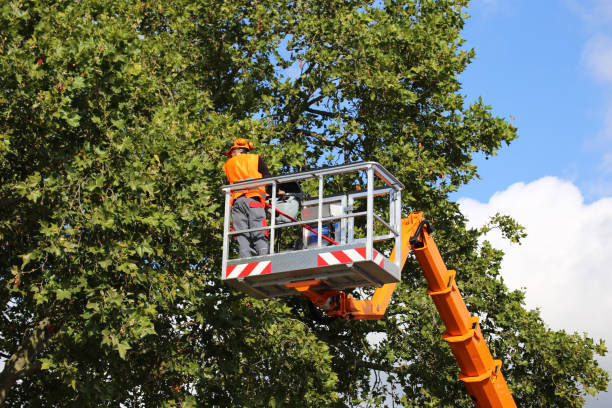 Best Emergency Tree Removal  in Leavittsburg, OH